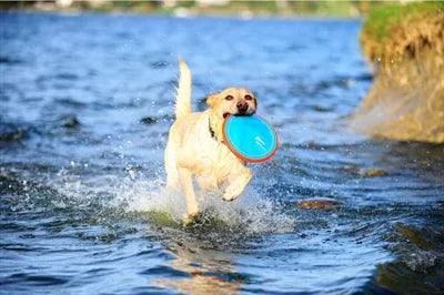 Chuckit Paraflight - Frisbee för hundar - 2 storlekar