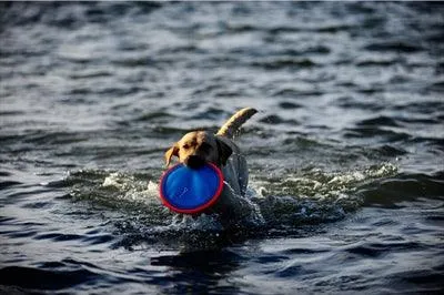 Chuckit Paraflight - Frisbee för hundar - 2 storlekar