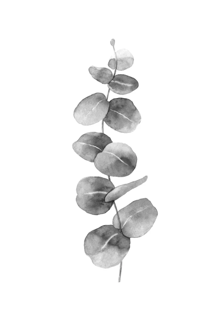 Eucalyptus leaves no 2 plakat 70