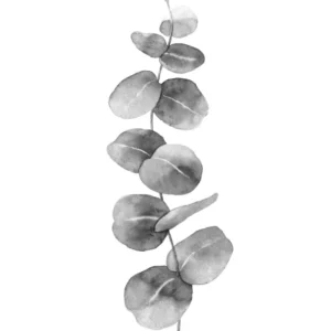 Eucalyptus leaves no 2 plakat 70