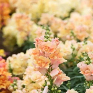 Løvemund 'Doubleshot Peach' (frø)