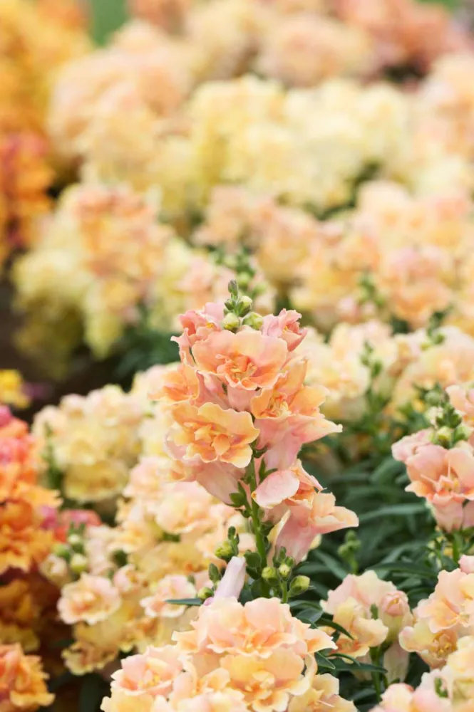 Løvemund 'Doubleshot Peach' (frø)