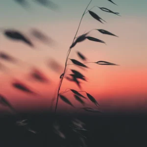 Plakat - Sunset Grass Fileld 02 140