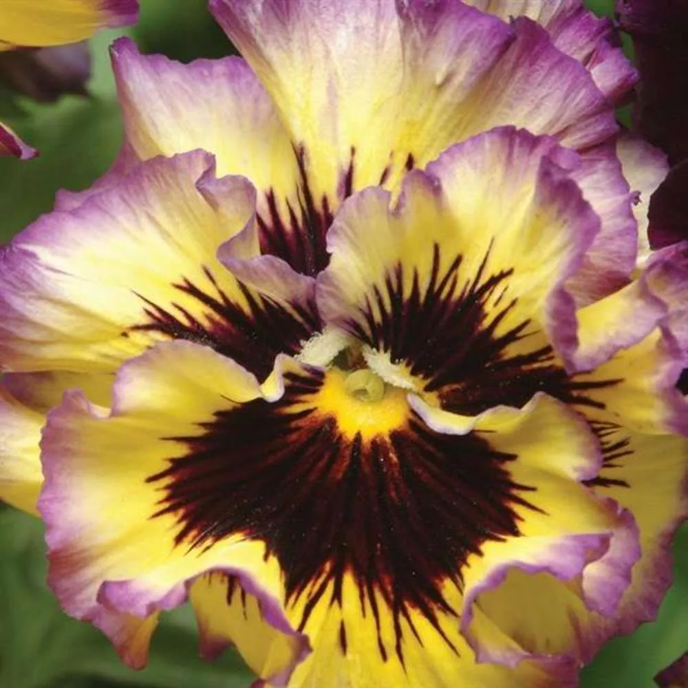 Twofold Stedmoderblomst 'Ruffled Pansy Lemonberry' (frø)