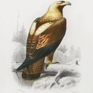Plakat - Eastern Imperial Eagle 100x140