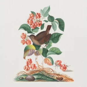 Plakat - Eurasian Wren 2-Year Warranty 100x140