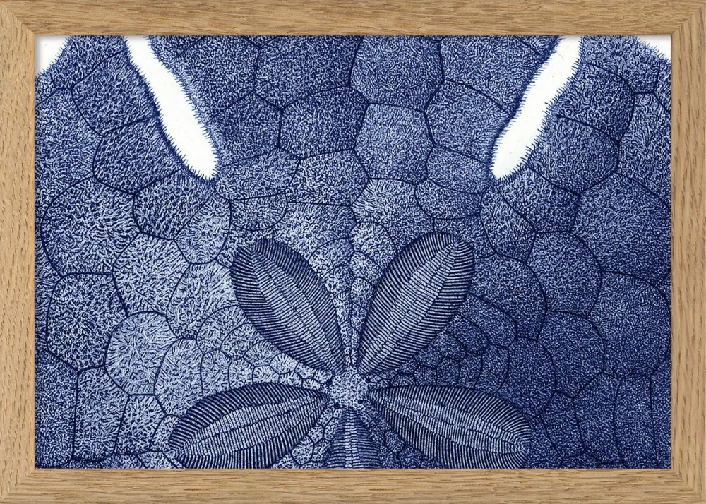 Sea Urchin without Spines - detail 15x21