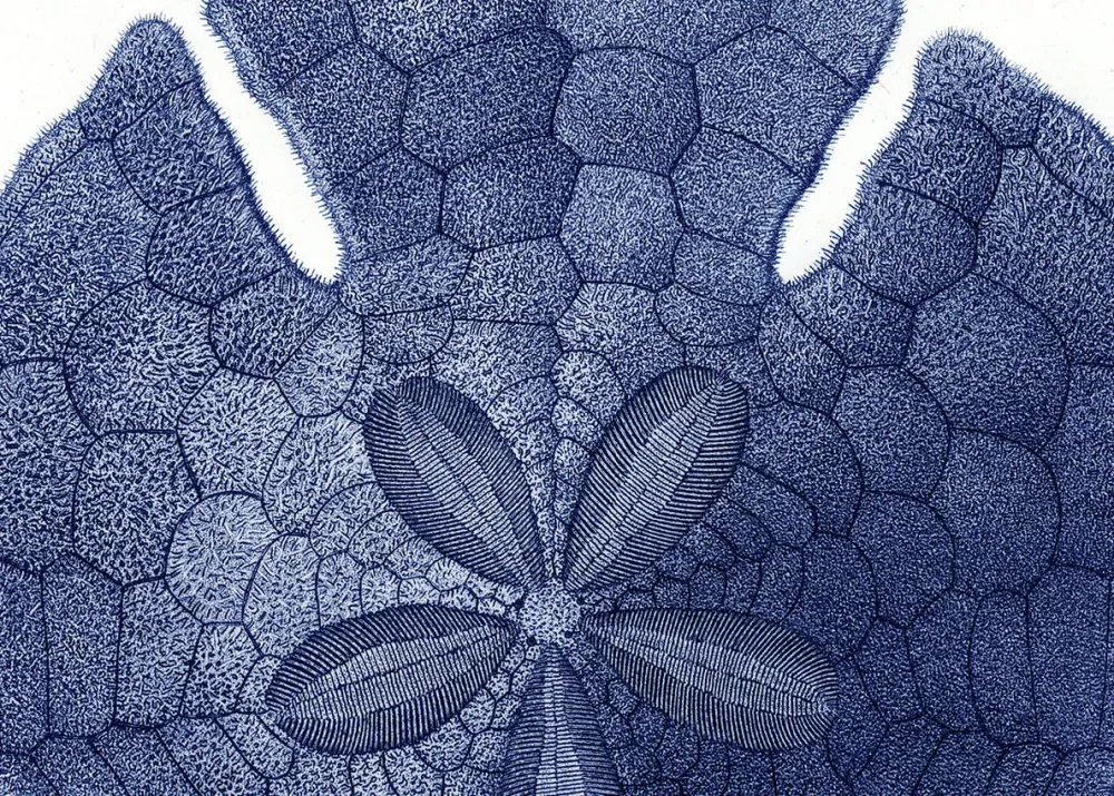 Sea Urchin without Spines - detail 15x21