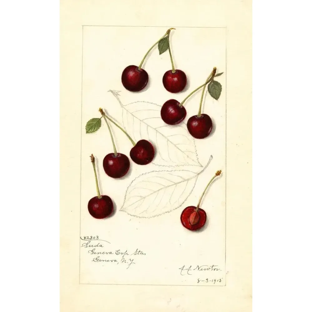 VHF Antenna Taidetuloste | Prunus avium Suda - Amanda Almira Newton