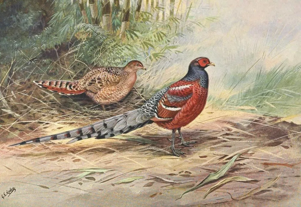 Cuadro Faisán dos barrado de Hume - George Edward Lodge | Impresión artística