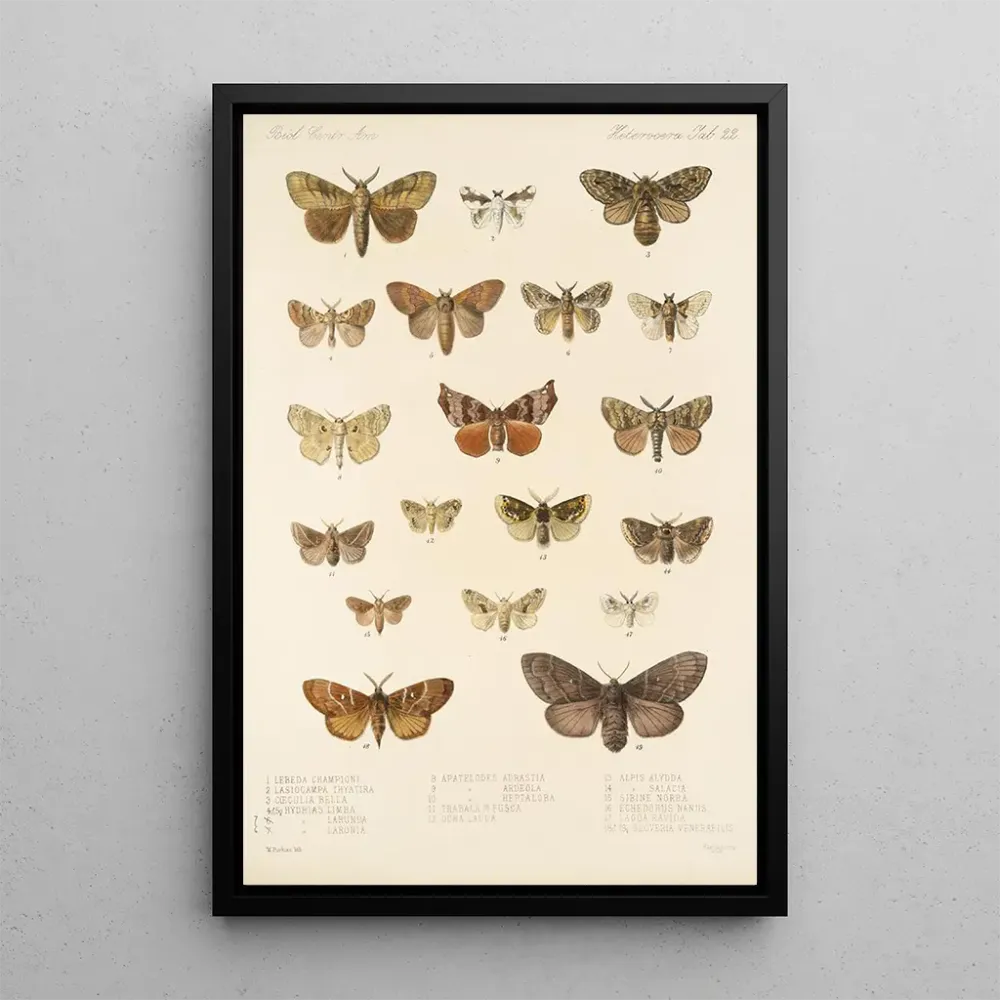 Impresión artística Insecta Lepidoptera Heterocera Pl 022 - Frederick DuCane Godman