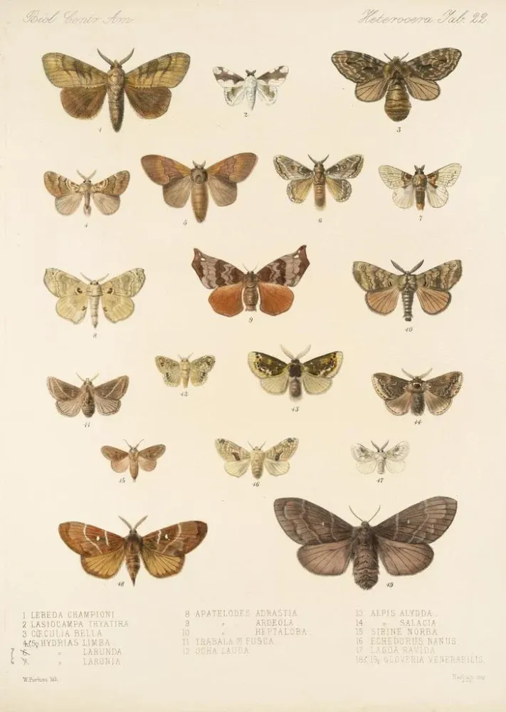 Impresión artística Insecta Lepidoptera Heterocera Pl 022 - Frederick DuCane Godman