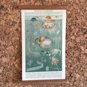 Merresfauna II