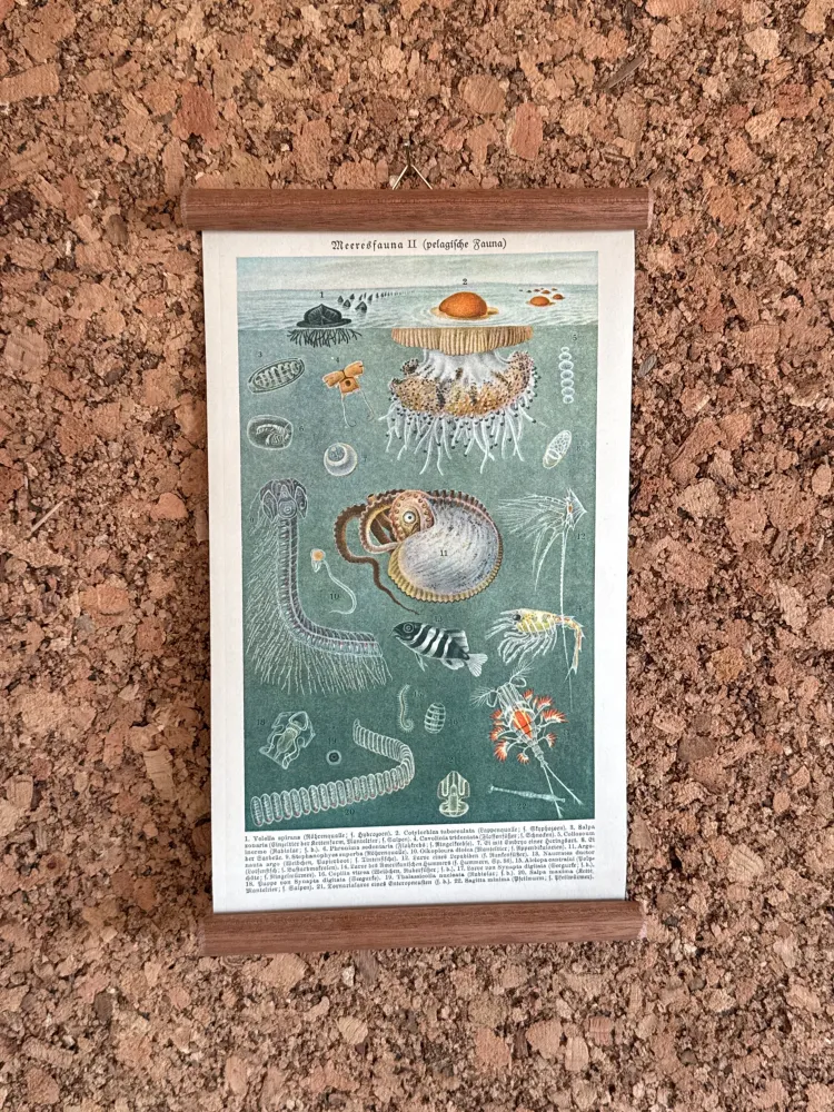 Merresfauna II