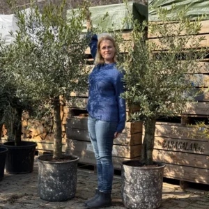 2 Oliventræer + Quercus krukker, Ø54 (Omplantet)