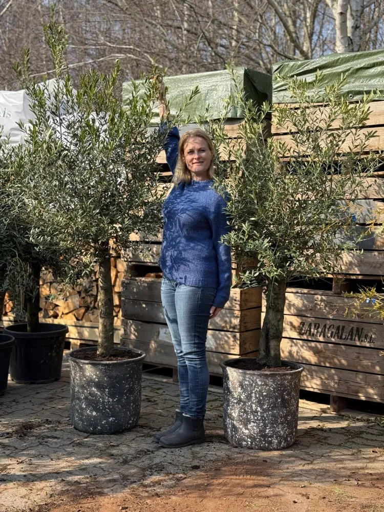 2 Oliventræer + Quercus krukker, Ø54 (Omplantet)