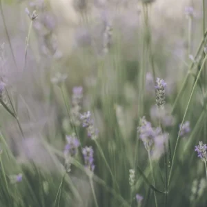 Plakat - Purple Flowers 02 140