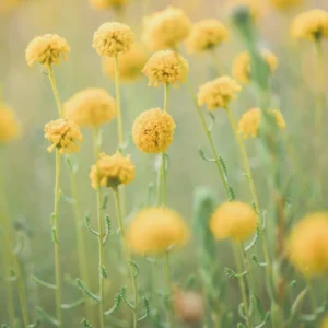 Plakat - Summer Flowers 2 90x