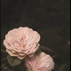 Plakat - Two Roses - Minida - 9" Sunlight Readable 30