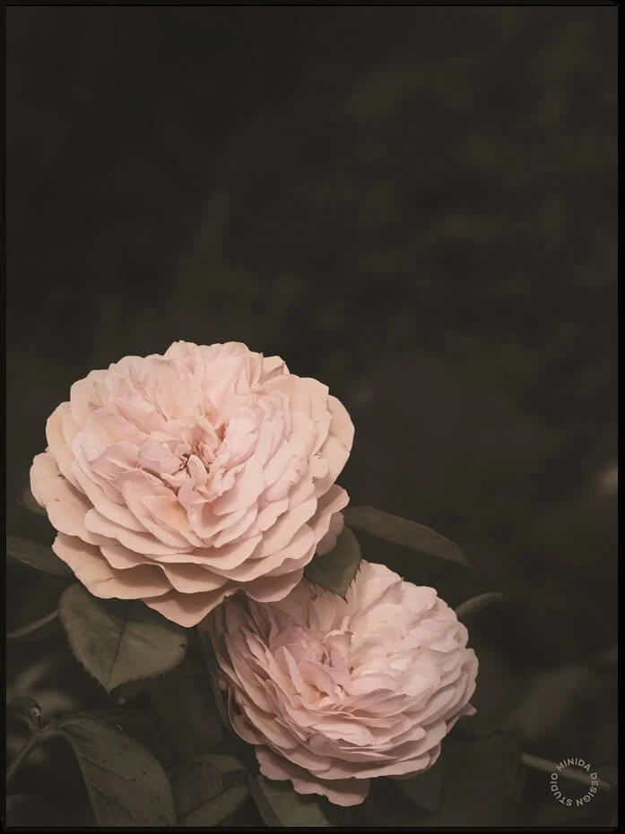 Plakat - Two Roses - Minida - 9" Sunlight Readable 30