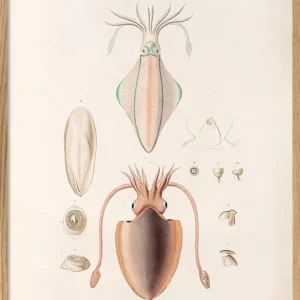 Professional Marine Mollusques - Pl. 2 30x40