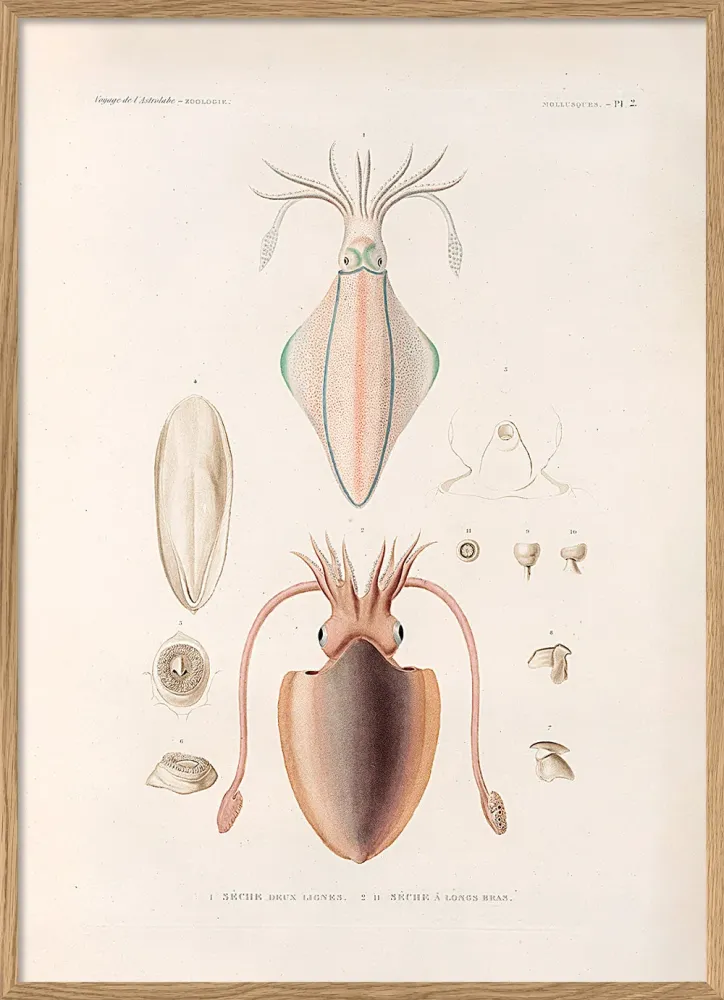 Professional Marine Mollusques - Pl. 2 30x40