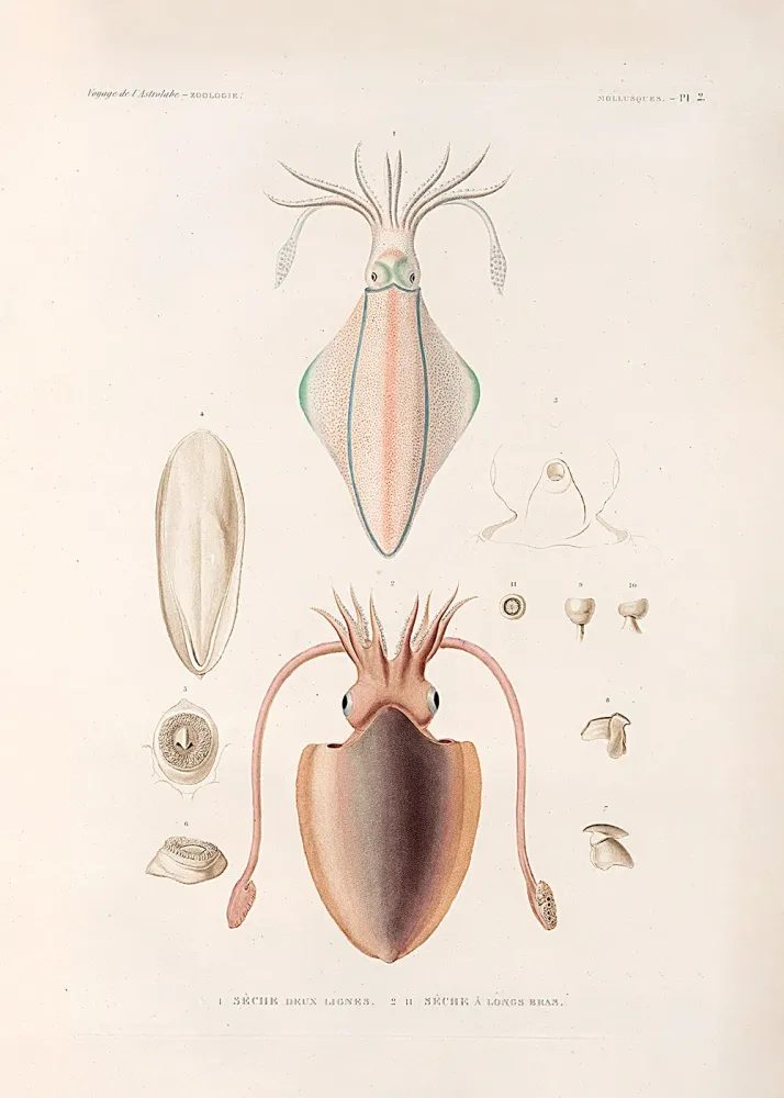 Professional Marine Mollusques - Pl. 2 30x40