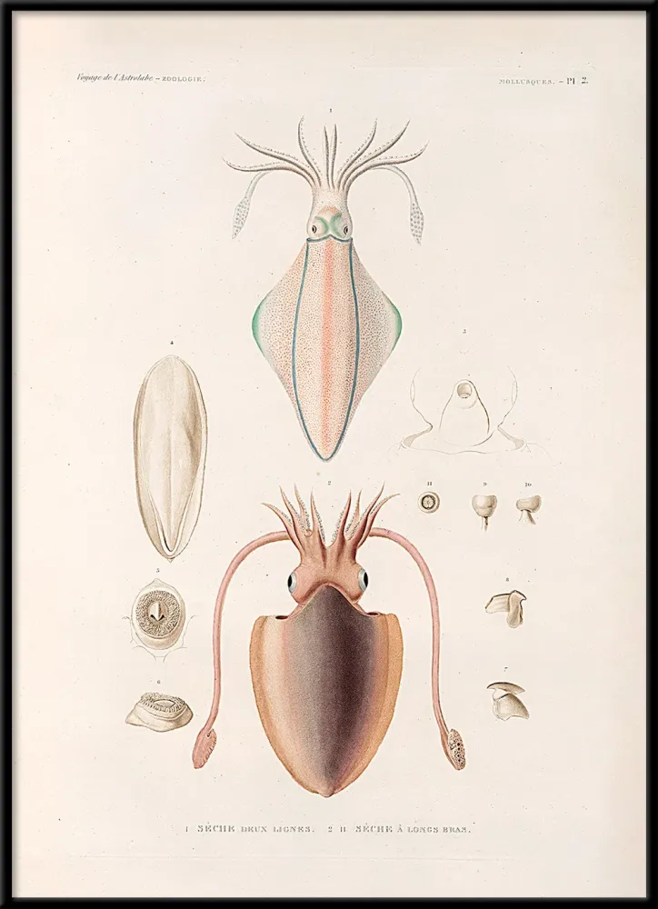 Professional Marine Mollusques - Pl. 2 30x40