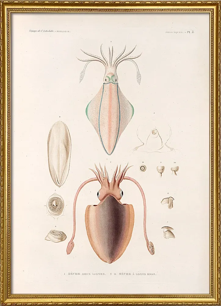 Professional Marine Mollusques - Pl. 2 30x40